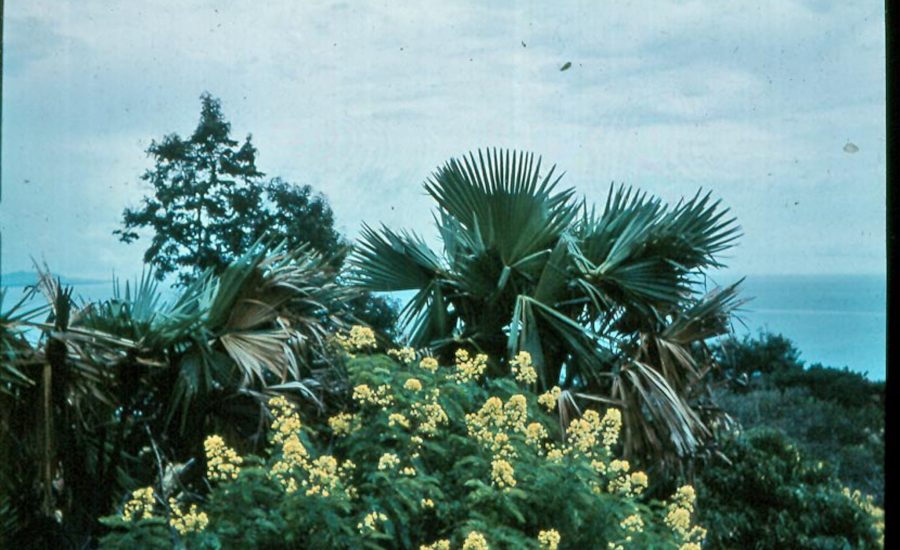 skanna0156_redigerad-1